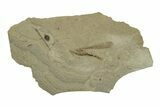 Fossil Grasshopper (Orthoptera) With GI Trace - Colorado #243387-1